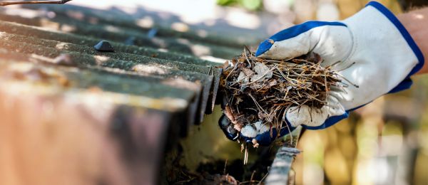 Pine Needle Gutter Cleaning in Petaluma